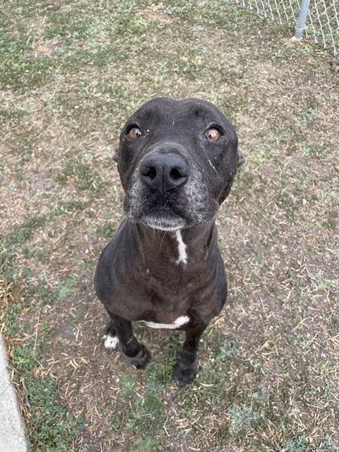 COCO, Adoptable, Adult Female Pit Bull Terrier.