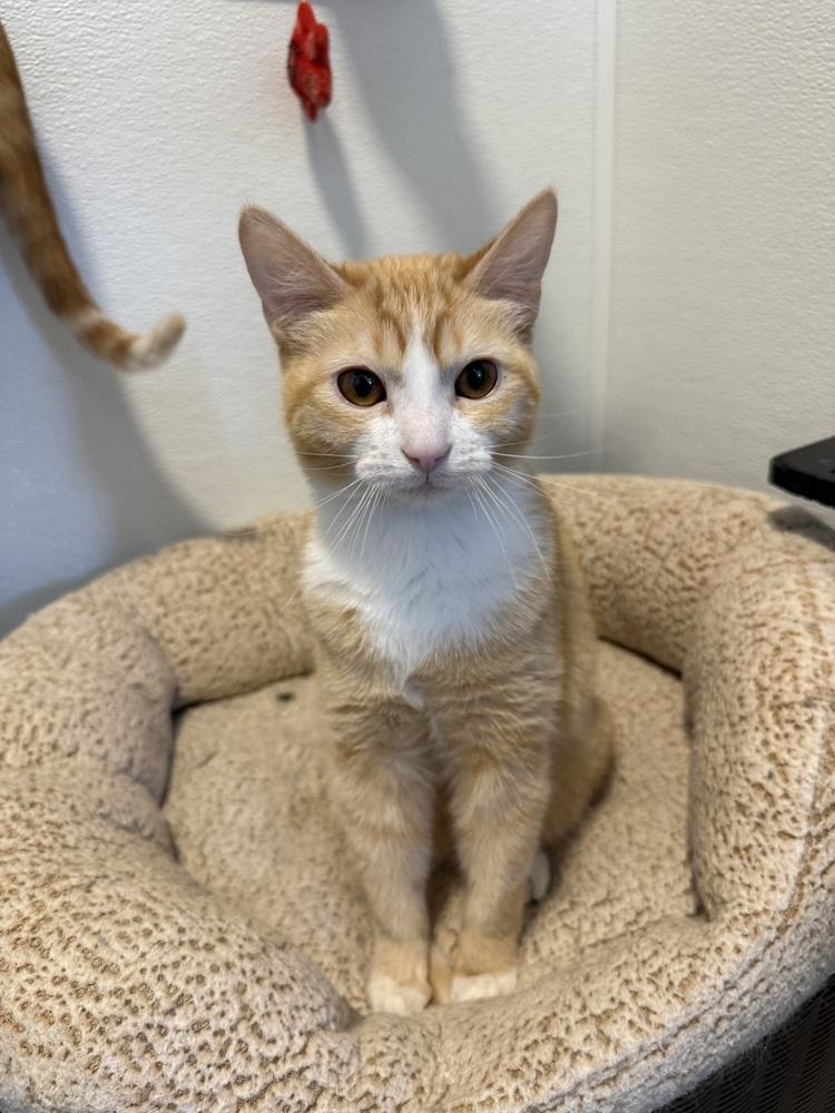 Star3, Adoptable, Young Female Domestic Short Hair.