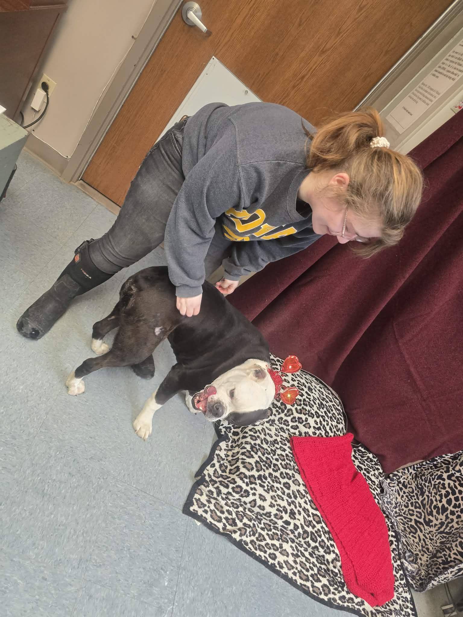 Enlarge Beverly, a ADOPTABLE mixed breed in Rock Falls, IL image 6/6