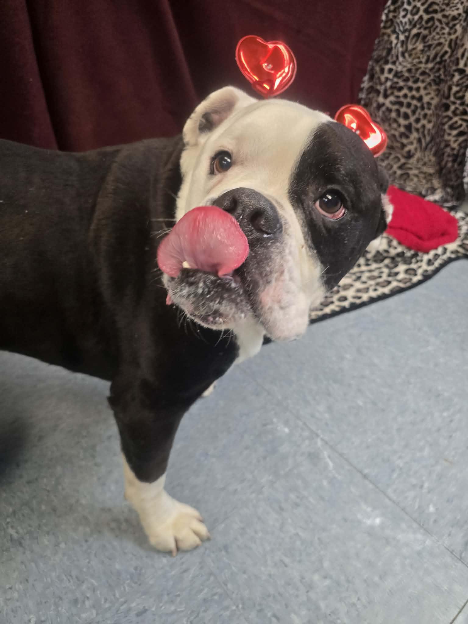 Enlarge Beverly, a ADOPTABLE mixed breed in Rock Falls, IL image 3/6