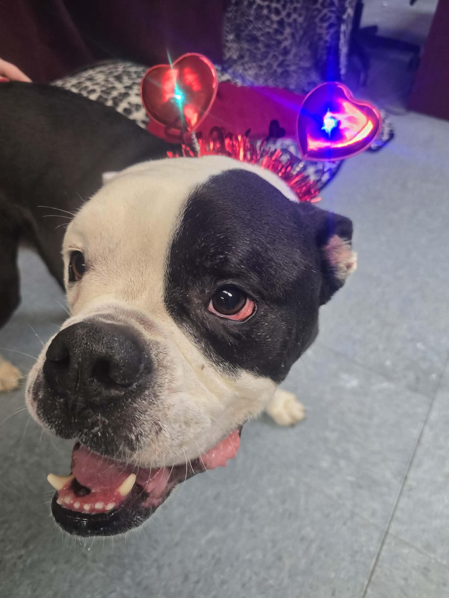 Enlarge Beverly, a ADOPTABLE mixed breed in Rock Falls, IL image 4/6