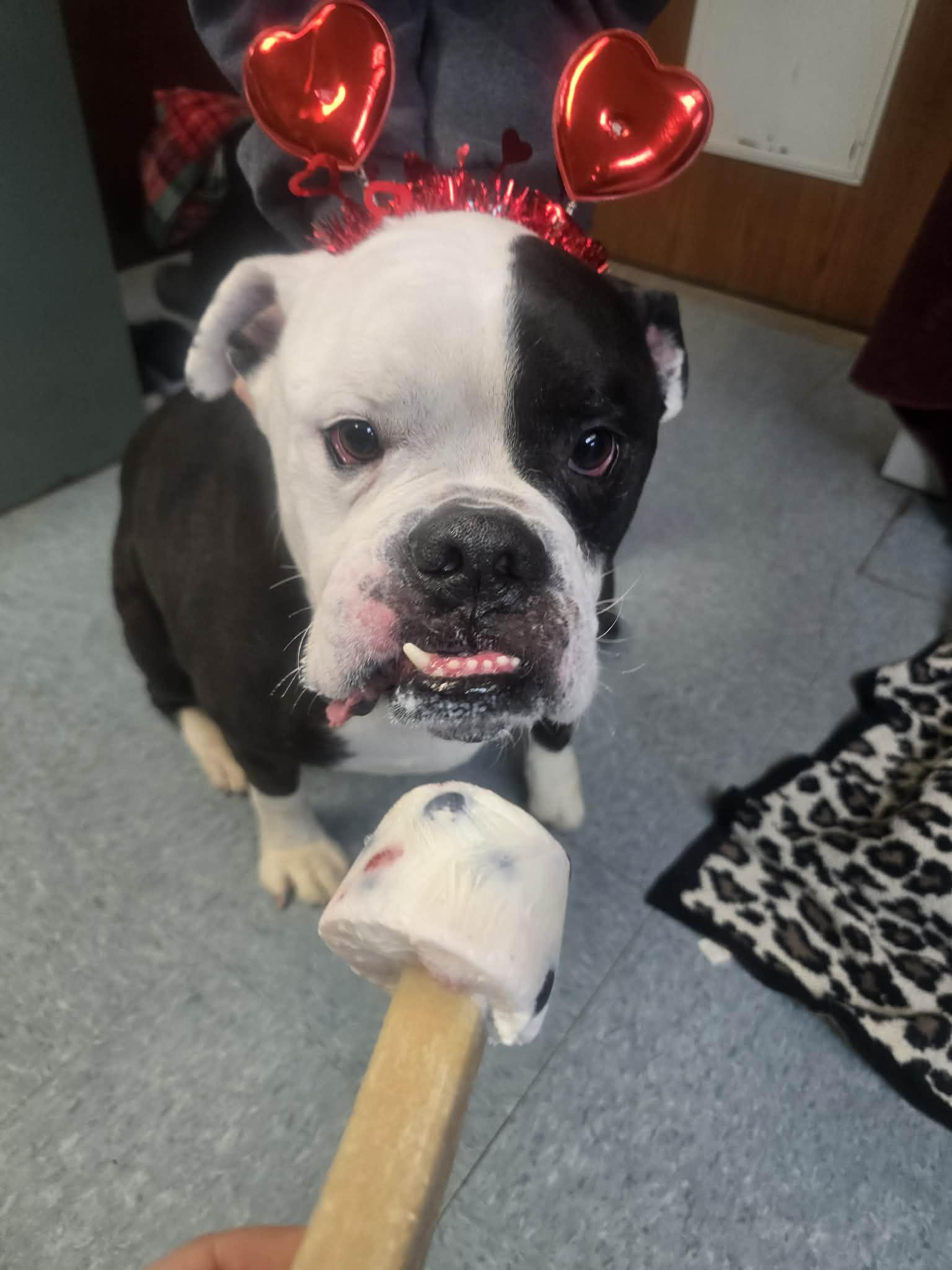 Beverly, ADOPTABLE, Adult Male American Bully & Boxer.