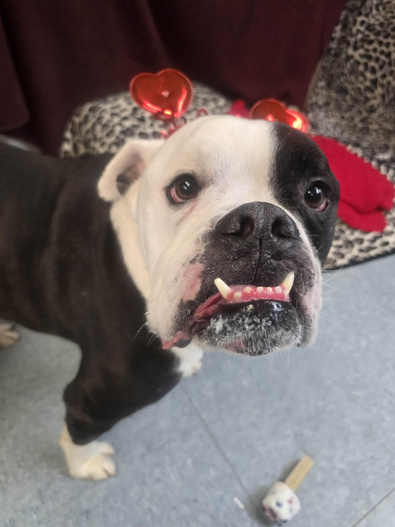 Enlarge Beverly, a ADOPTABLE mixed breed in Rock Falls, IL image 2/6