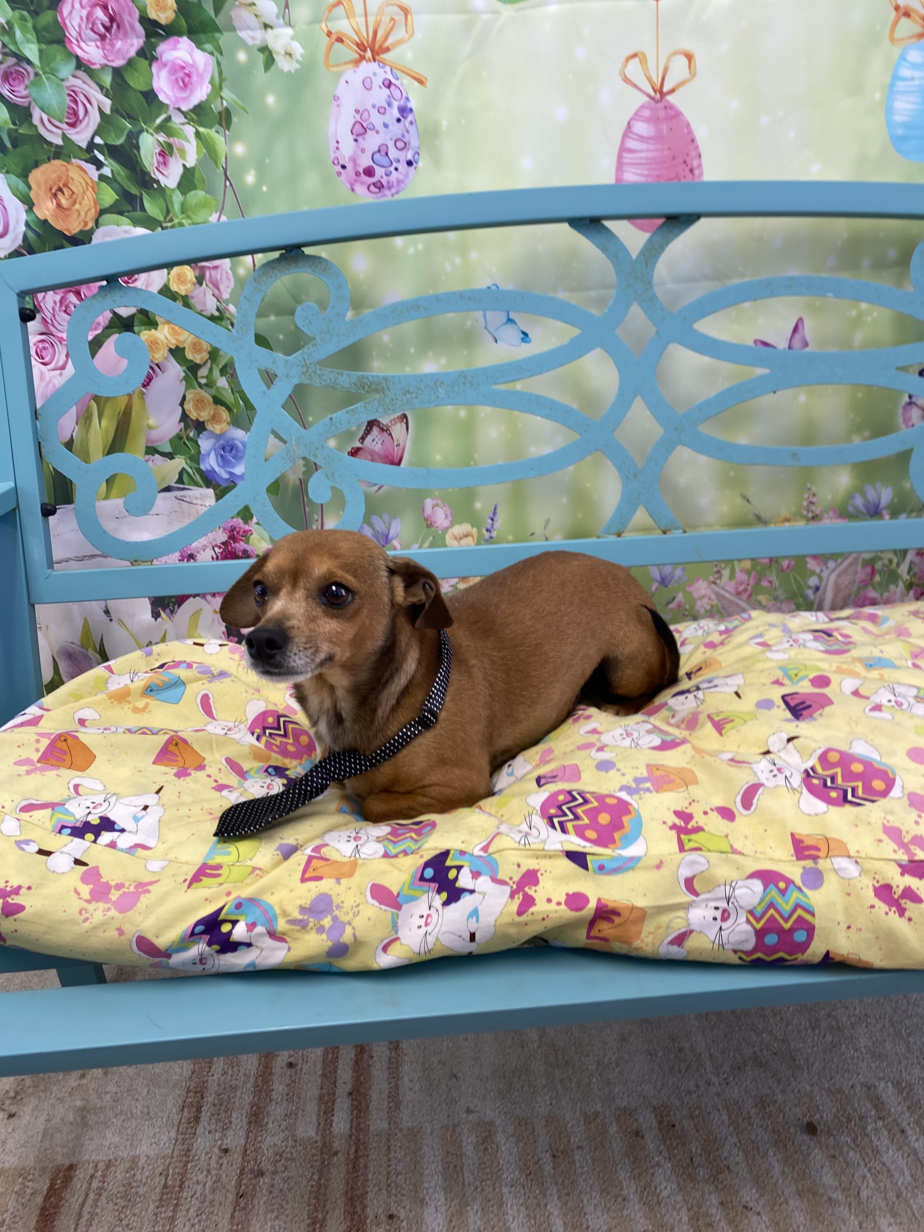 Lamesa, an adopted mixed breed in Lubbock, TX image 3/5