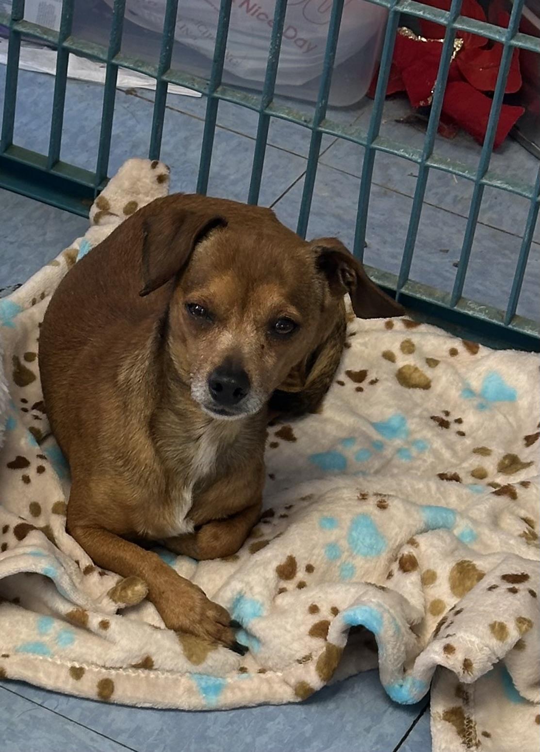 Lamesa, an adopted mixed breed in Lubbock, TX image 1/5
