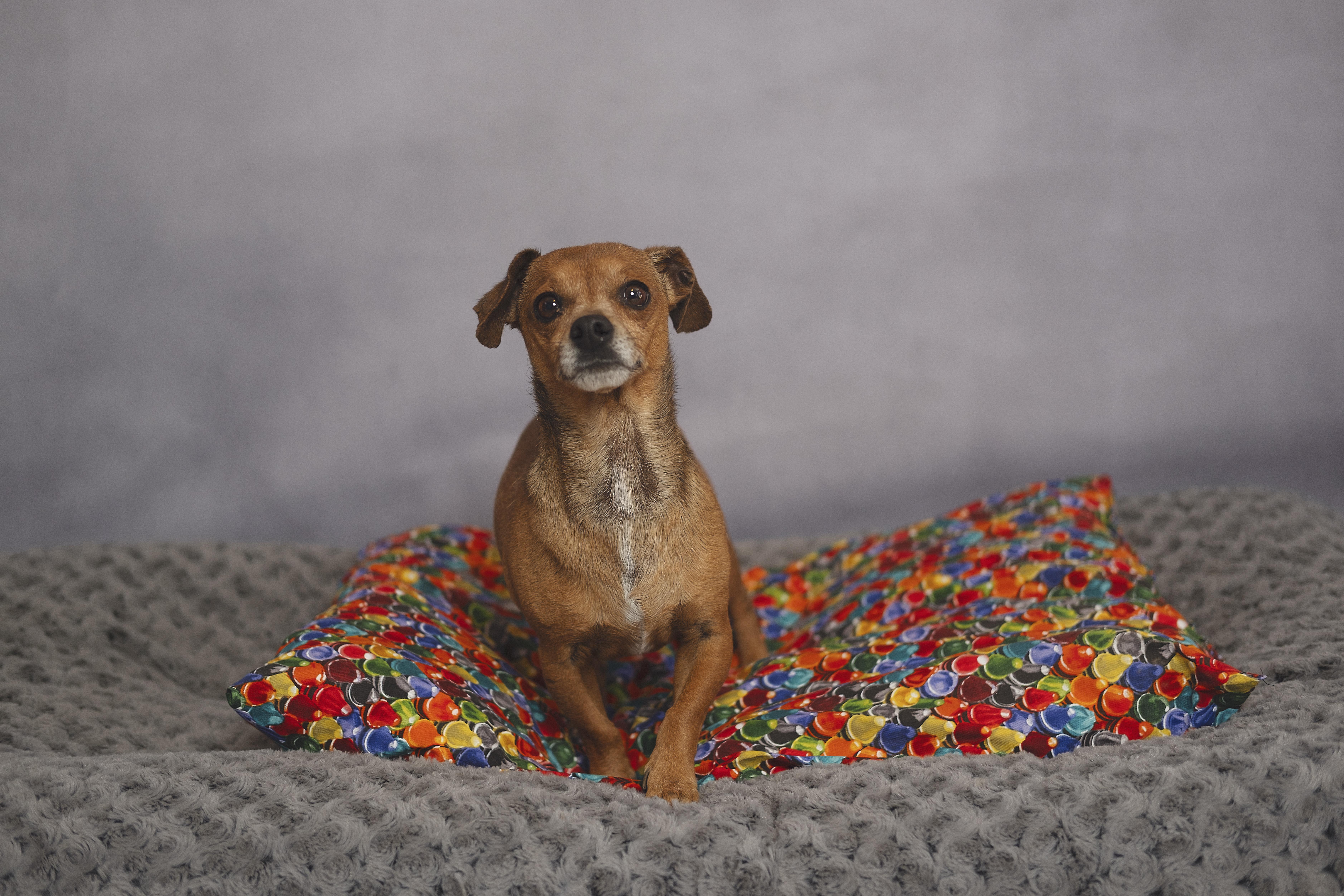 Lamesa, an adopted mixed breed in Lubbock, TX image 5/5