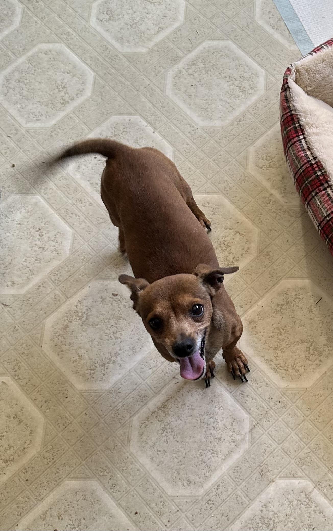 Lamesa, an adopted mixed breed in Lubbock, TX image 2/5