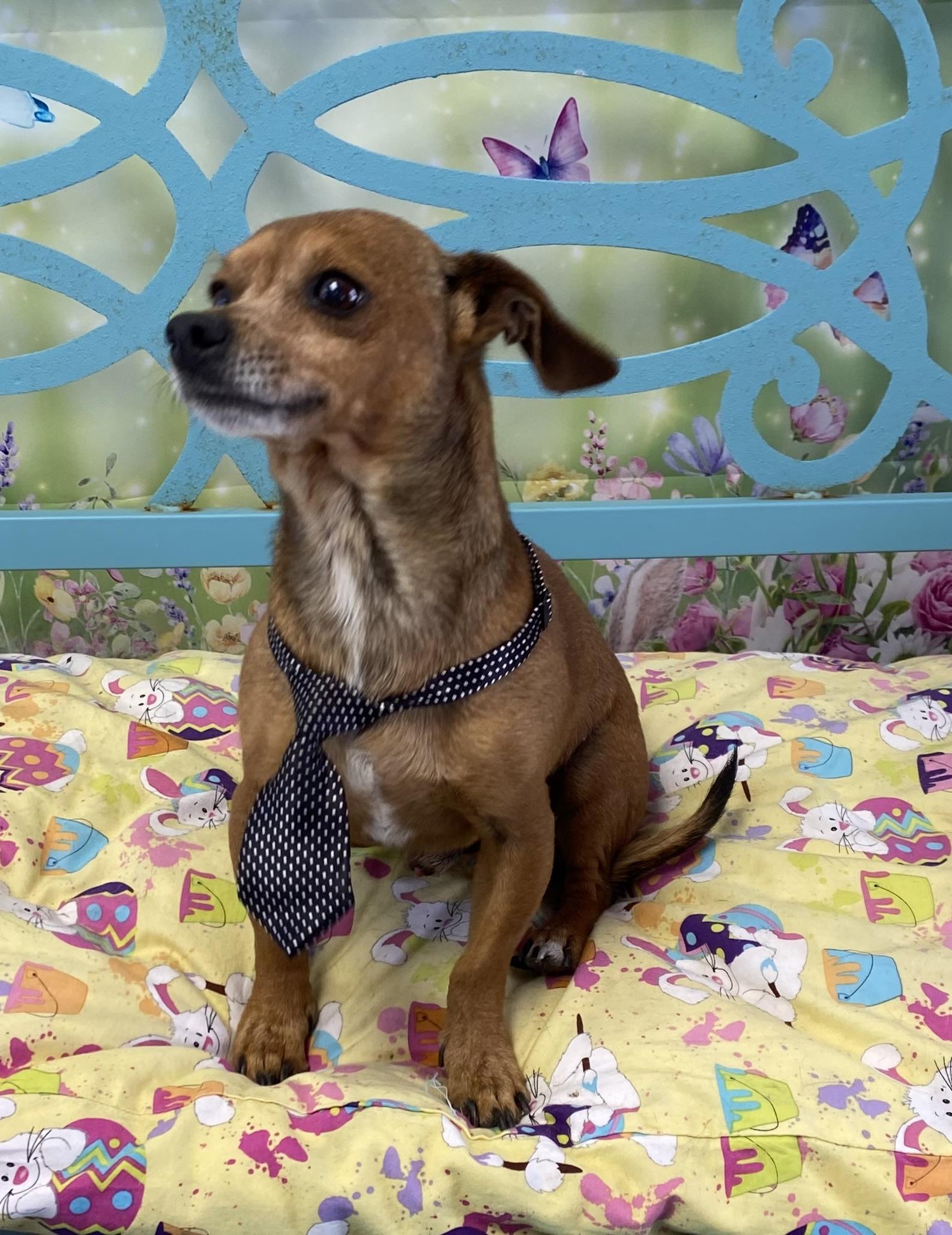 Lamesa, an adopted mixed breed in Lubbock, TX image 4/5