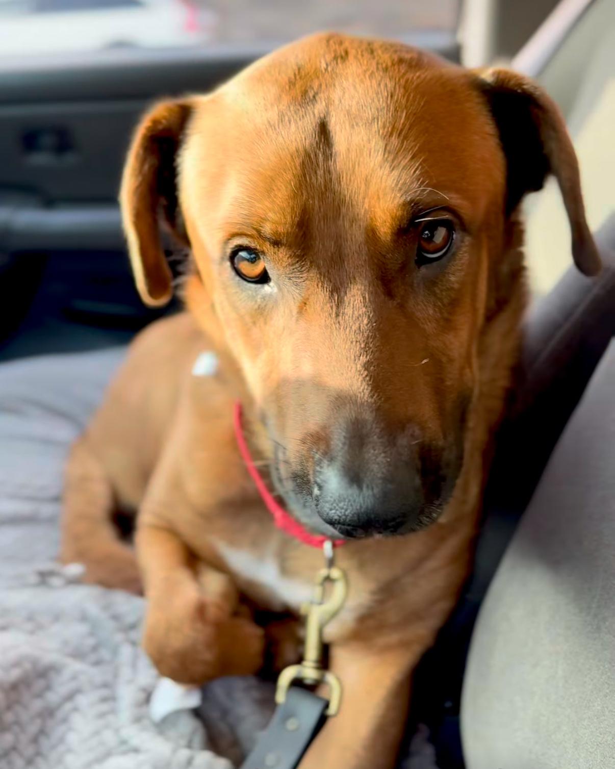 Josh needs a foster or forever home