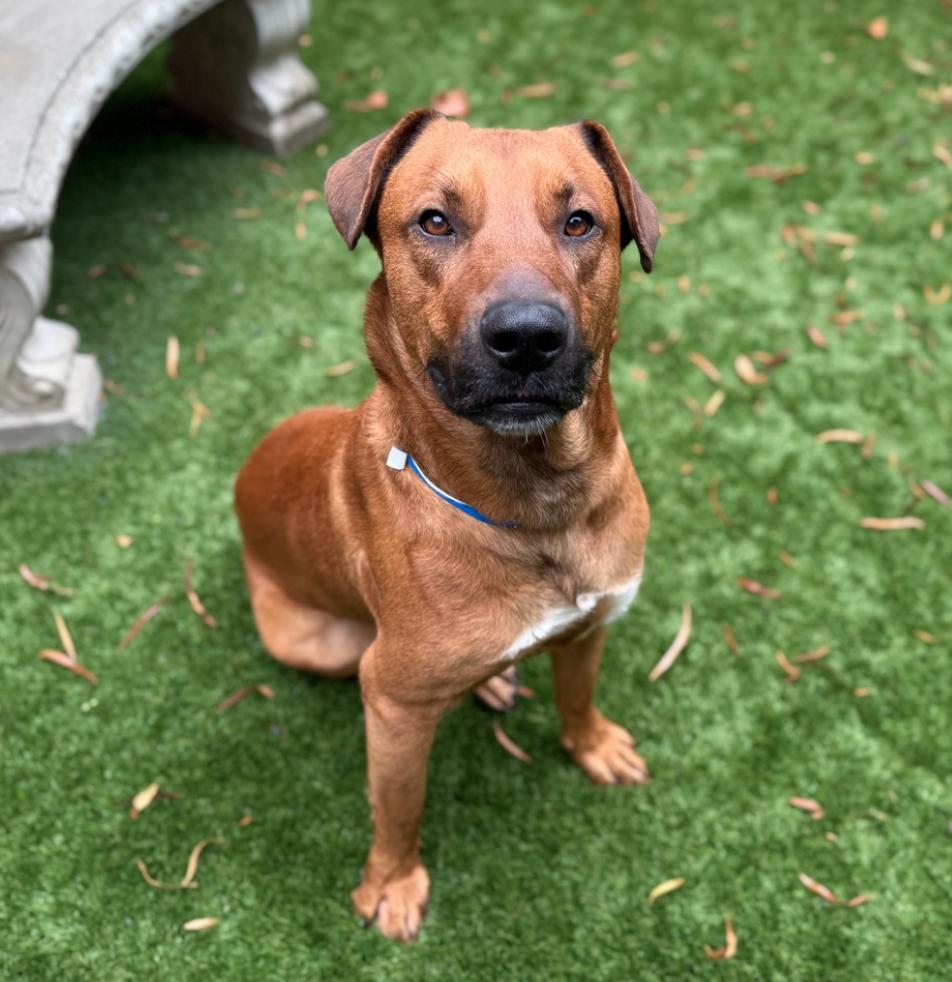 Josh needs a foster or forever home