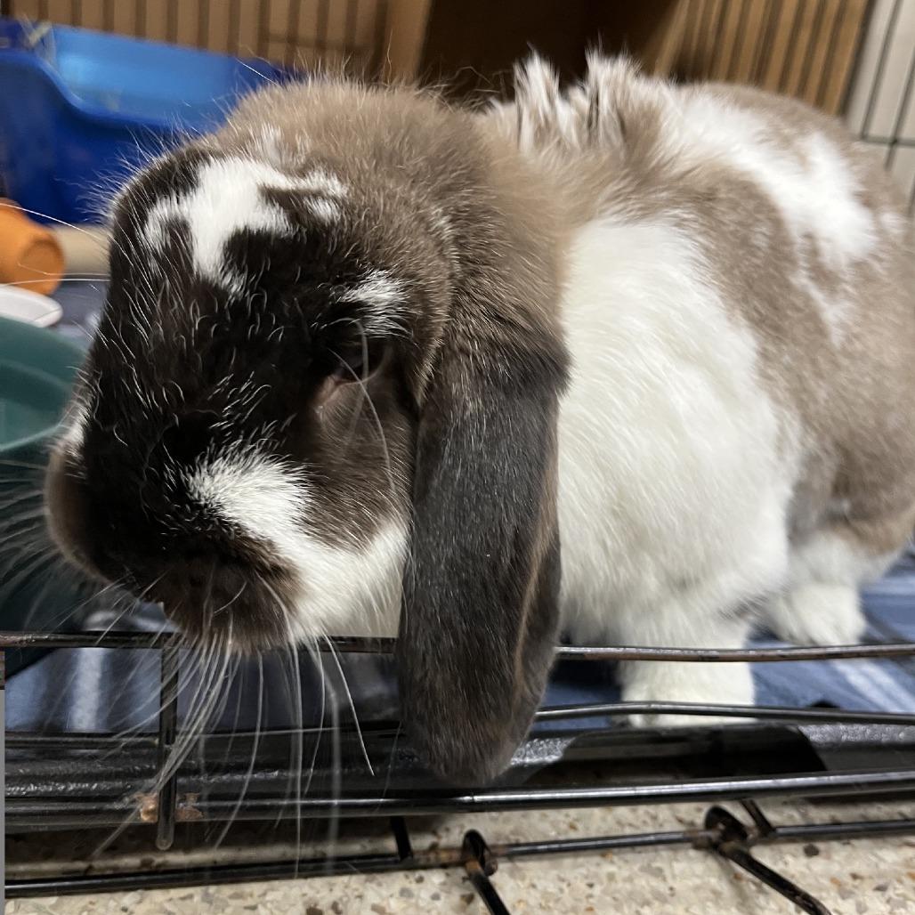 Enlarge Bruce, a Adoptable Holland Lop in Oshkosh, WI image 1/3