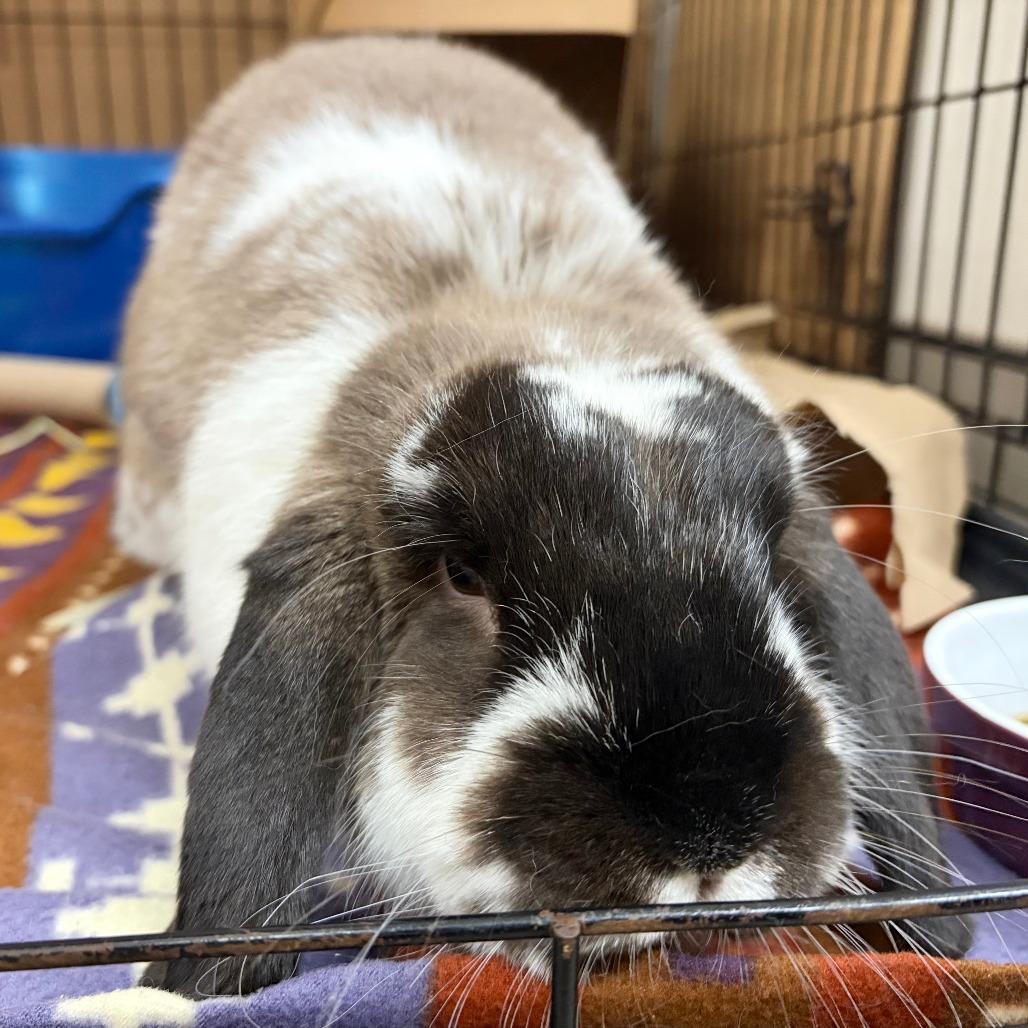 Bruce, Adoptable, Young Male Holland Lop.