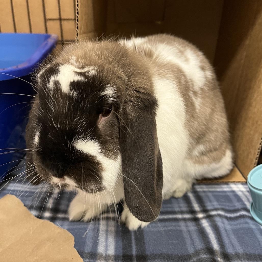 Enlarge Bruce, a Adoptable Holland Lop in Oshkosh, WI image 2/3