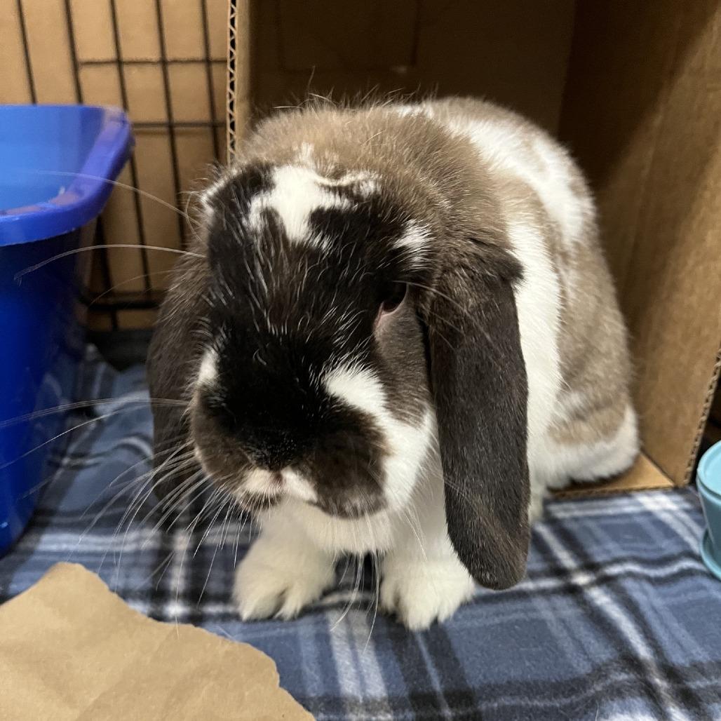 Enlarge Bruce, a Adoptable Holland Lop in Oshkosh, WI image 3/3