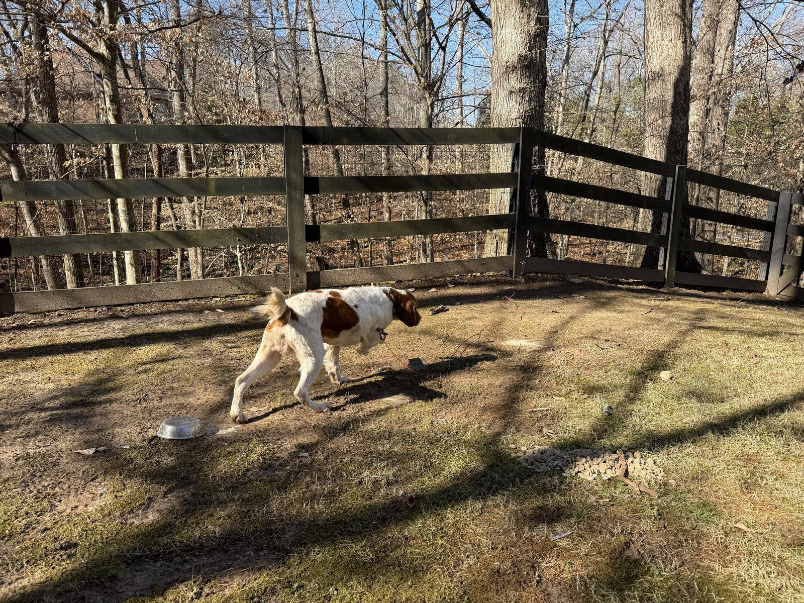 GA/Asa, Adopted, Adult Male Brittany Spaniel.