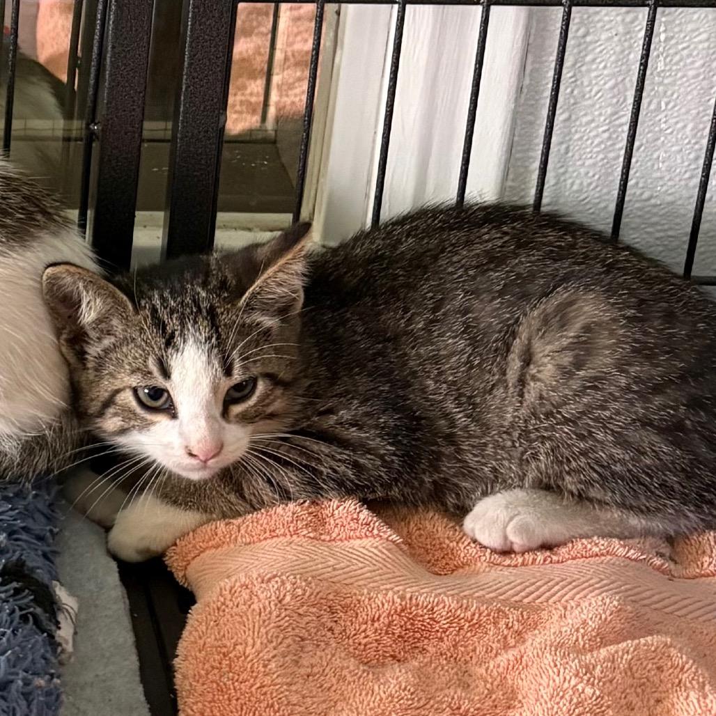 Enlarge Firecracker, a Adoptable Domestic Short Hair in Crookston, MN image 1/2