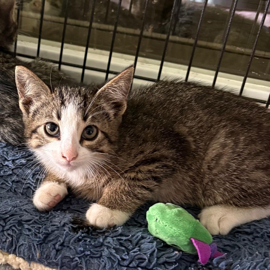 Enlarge Firecracker, a Adoptable Domestic Short Hair in Crookston, MN image 2/2