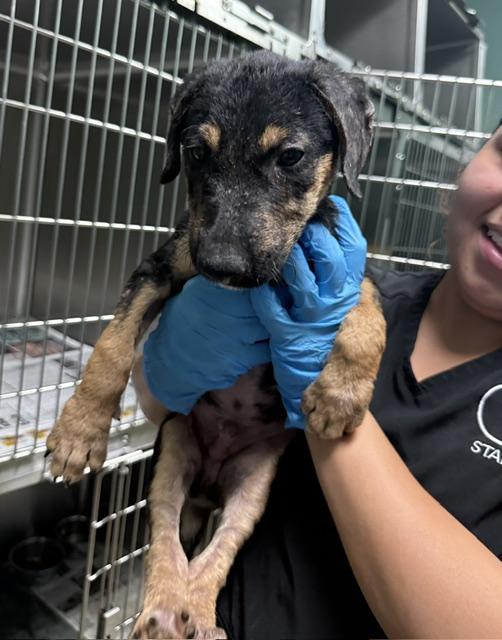 Enlarge Finn- Just a baby boy looking for a home- please choose me, FInn., a Adoptable Mixed Breed in ATLANTA, GA image 2/2