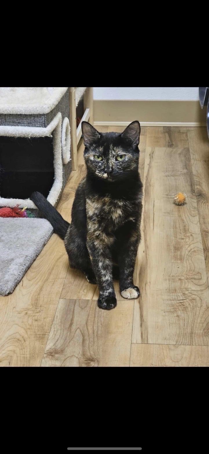 Luna, Adoptable, Adult Female Domestic Short Hair.