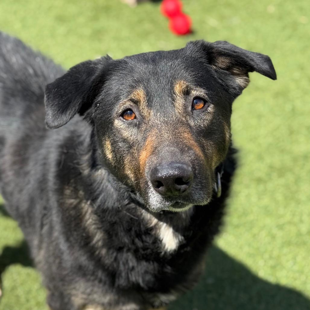 Kira, Adoptable, Adult Female German Shepherd Dog.