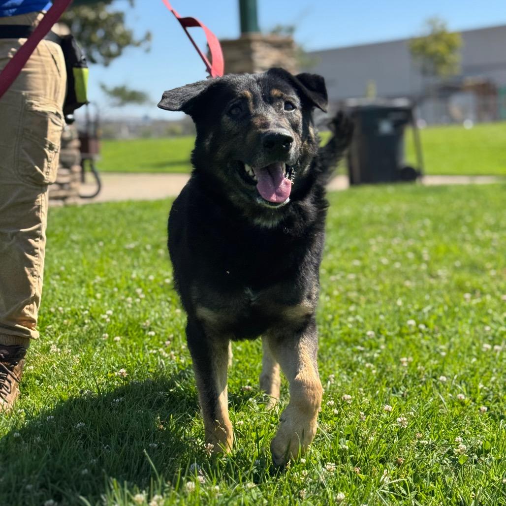 Kira, a Adoptable German Shepherd Dog in Santa Barbara, CA image 2/6