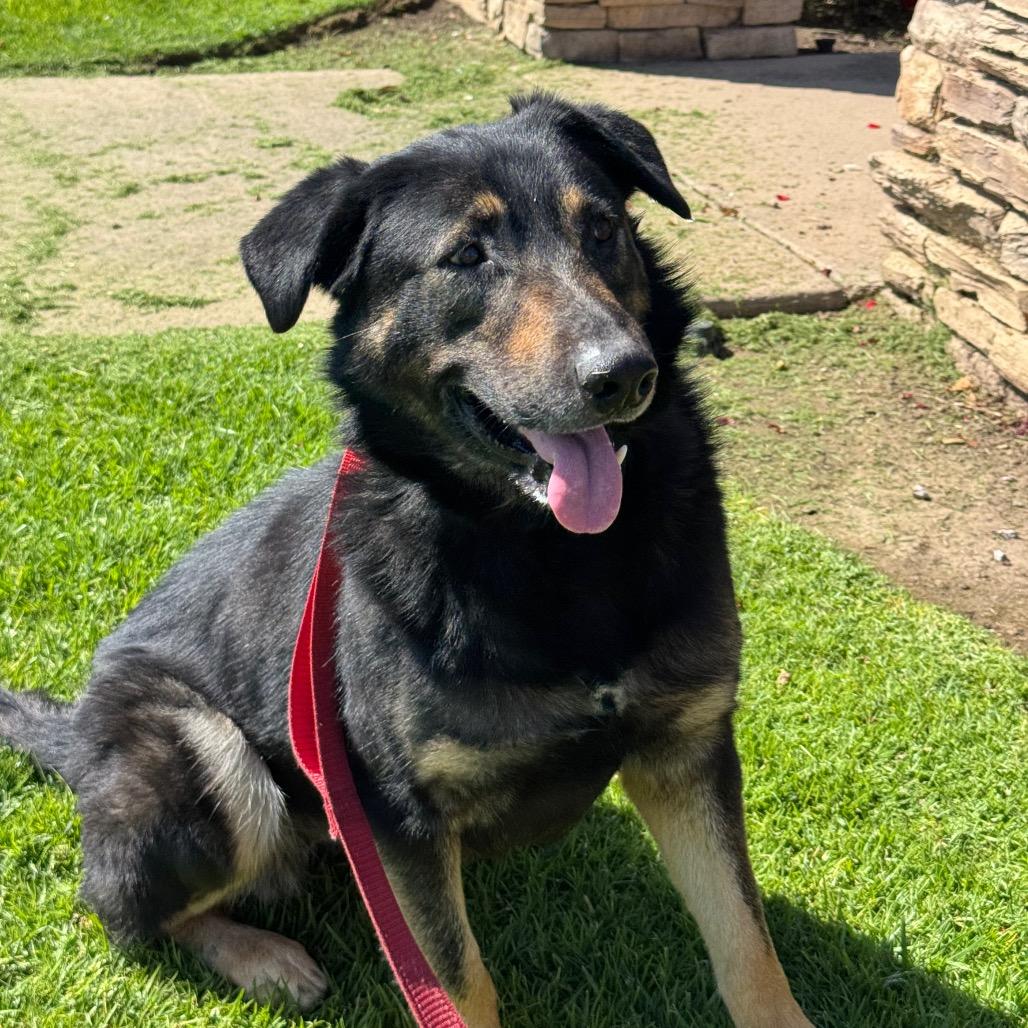 Kira, a Adoptable German Shepherd Dog in Santa Barbara, CA image 3/6