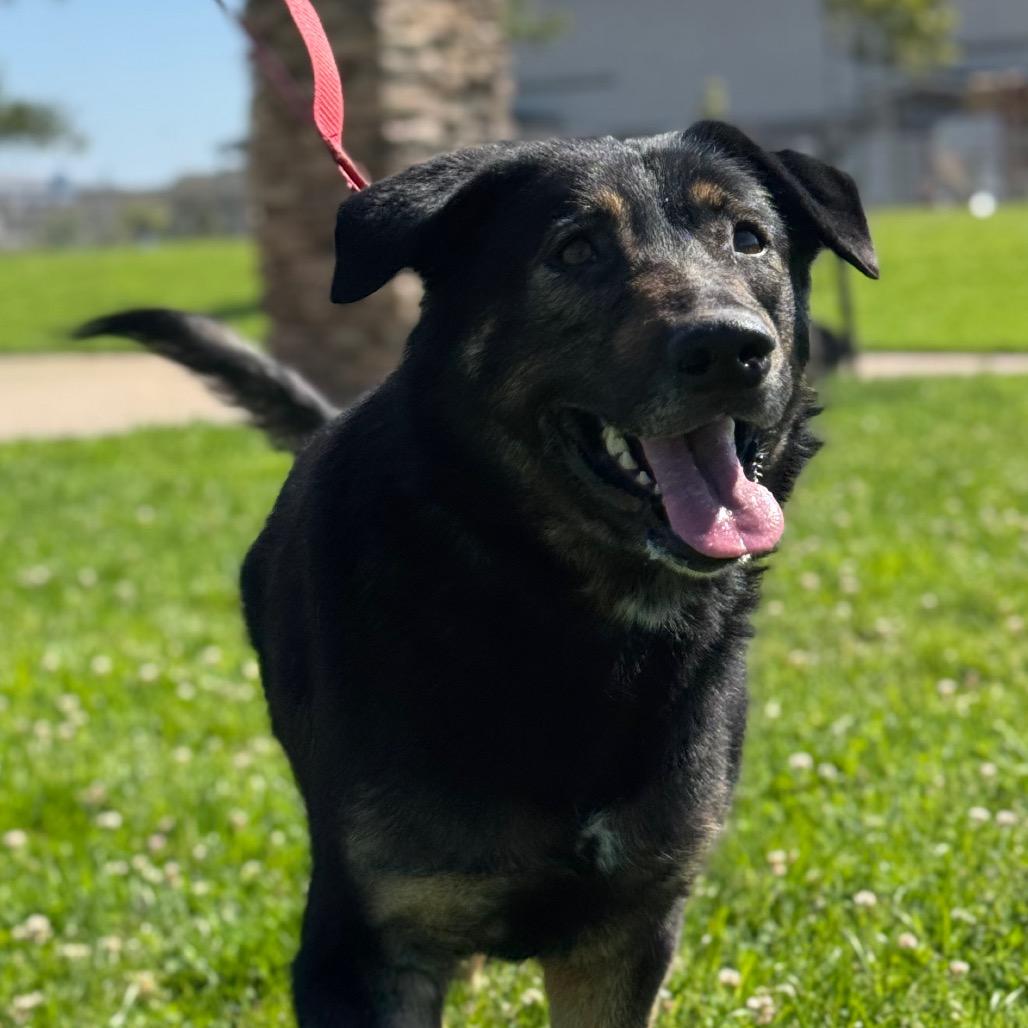 Kira, a Adoptable German Shepherd Dog in Santa Barbara, CA image 4/6