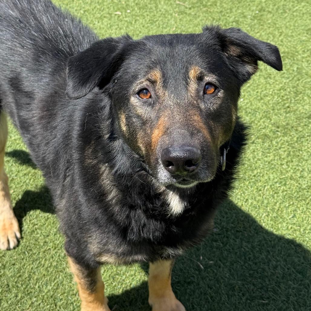 Kira, a Adoptable German Shepherd Dog in Santa Barbara, CA image 5/6