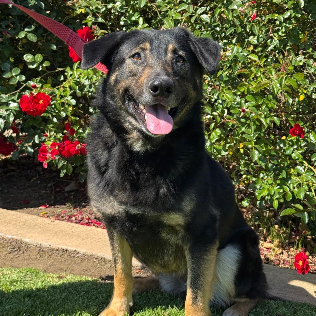 Kira, a Adoptable German Shepherd Dog in Santa Barbara, CA image 6/6