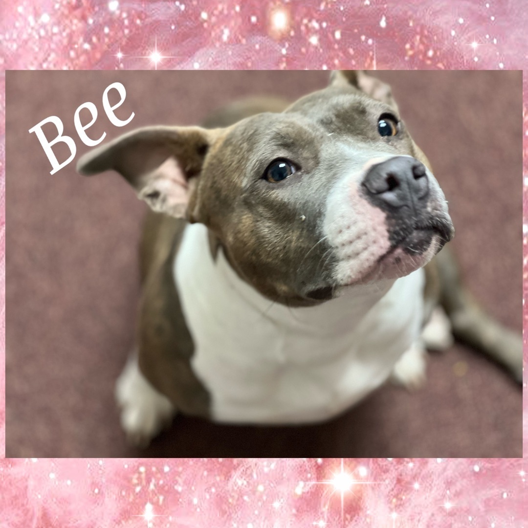 Bee, Adult Female Pit Bull Terrier