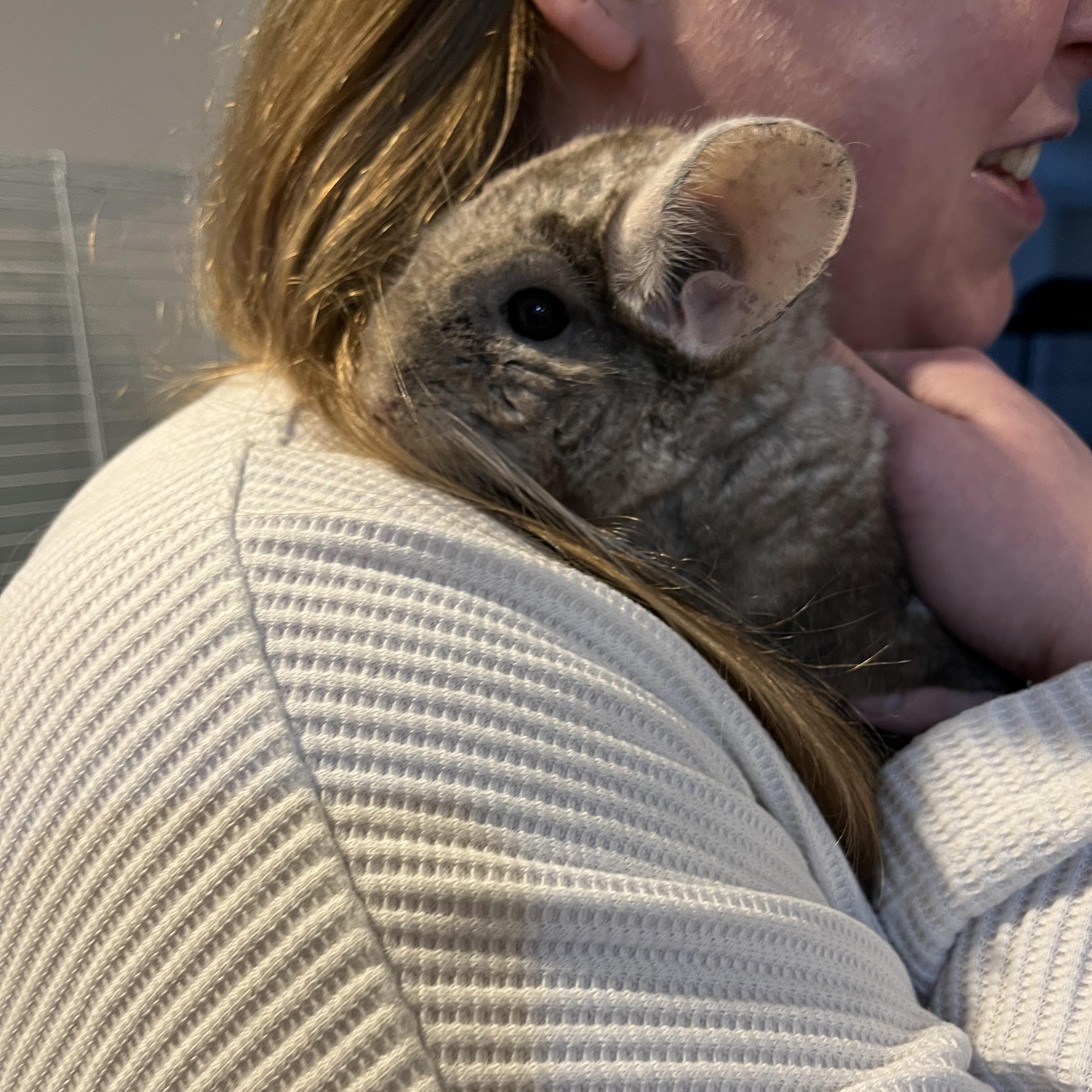Enlarge Angel, a ADOPTABLE Chinchilla in Norwalk, CT image 2/2