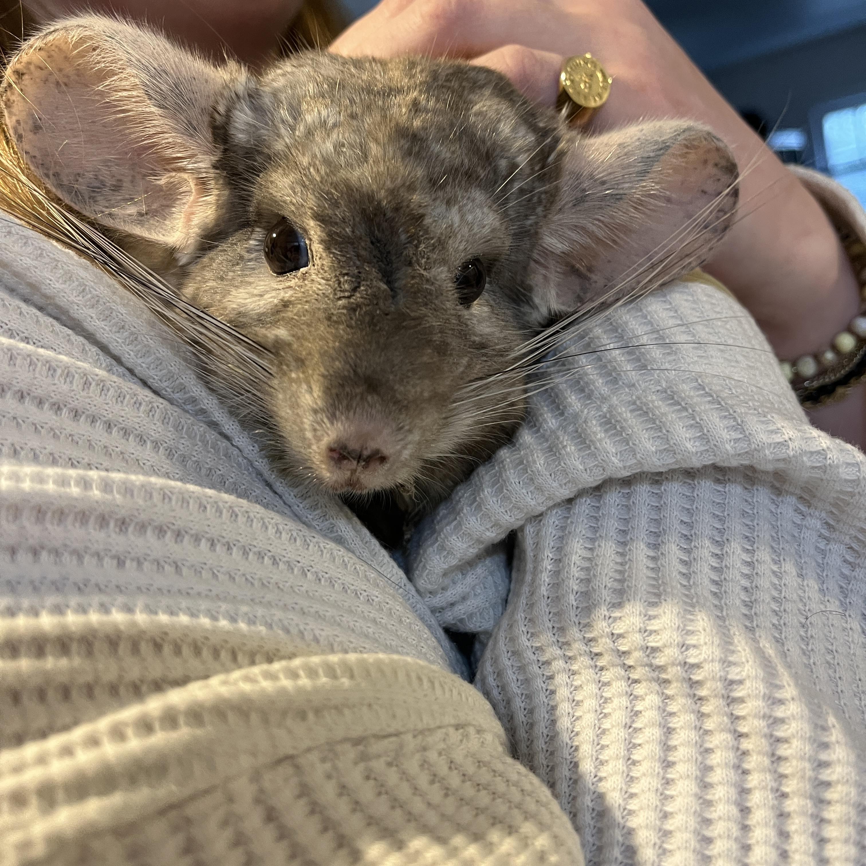 Angel, ADOPTABLE, Adult Male Chinchilla.