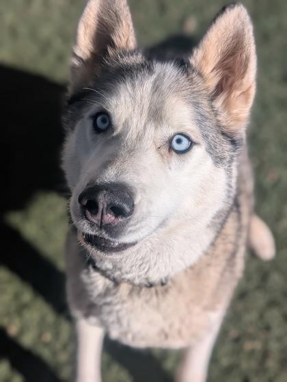 Rolo, Adoptable, Young Male Siberian Husky & Mixed Breed.