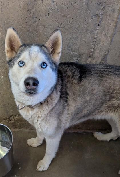 Rolo, Adoptable, Young Male Siberian Husky & Mixed Breed.