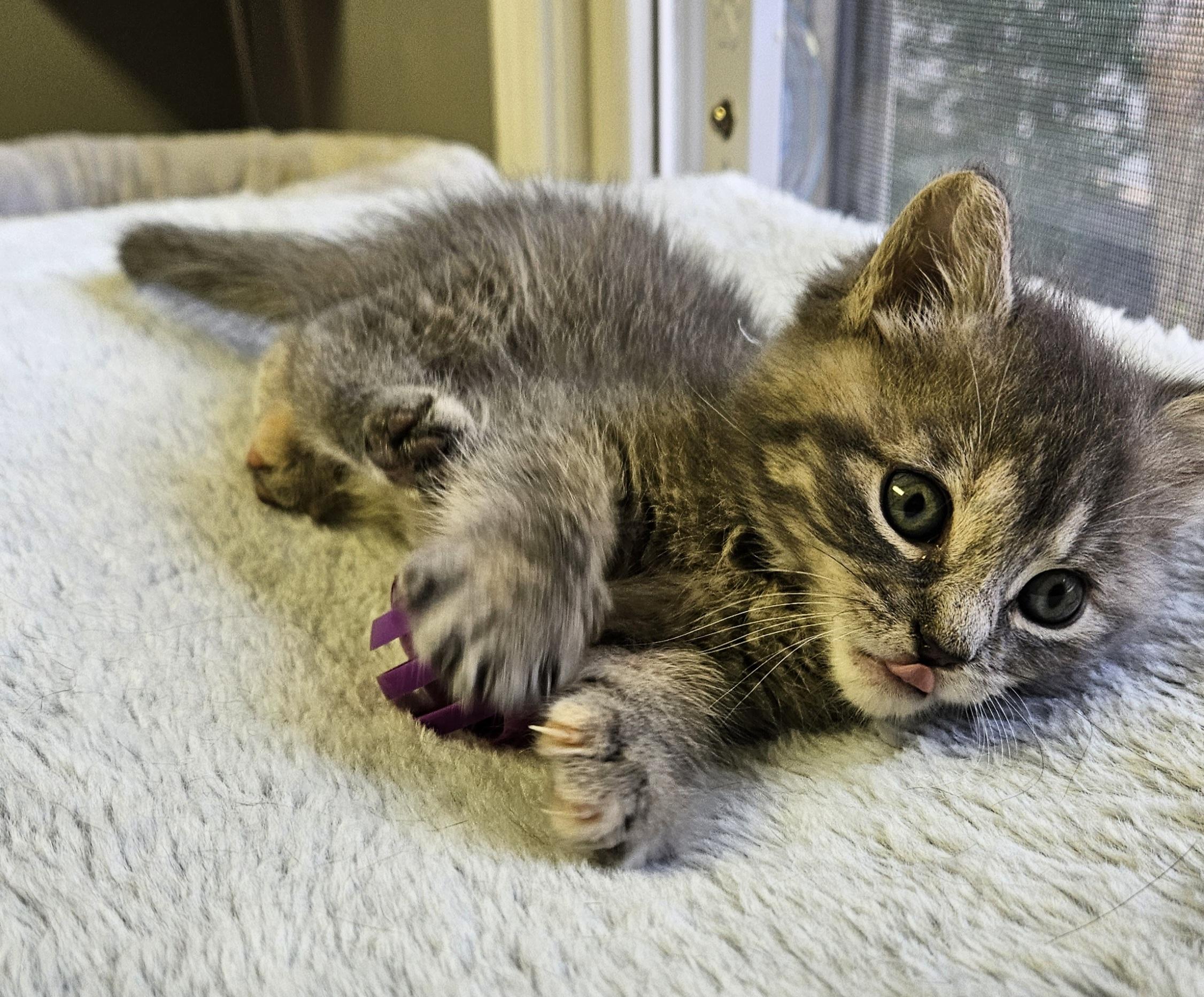 Morel, an adopted Domestic Short Hair in Brockport, NY image 3/6