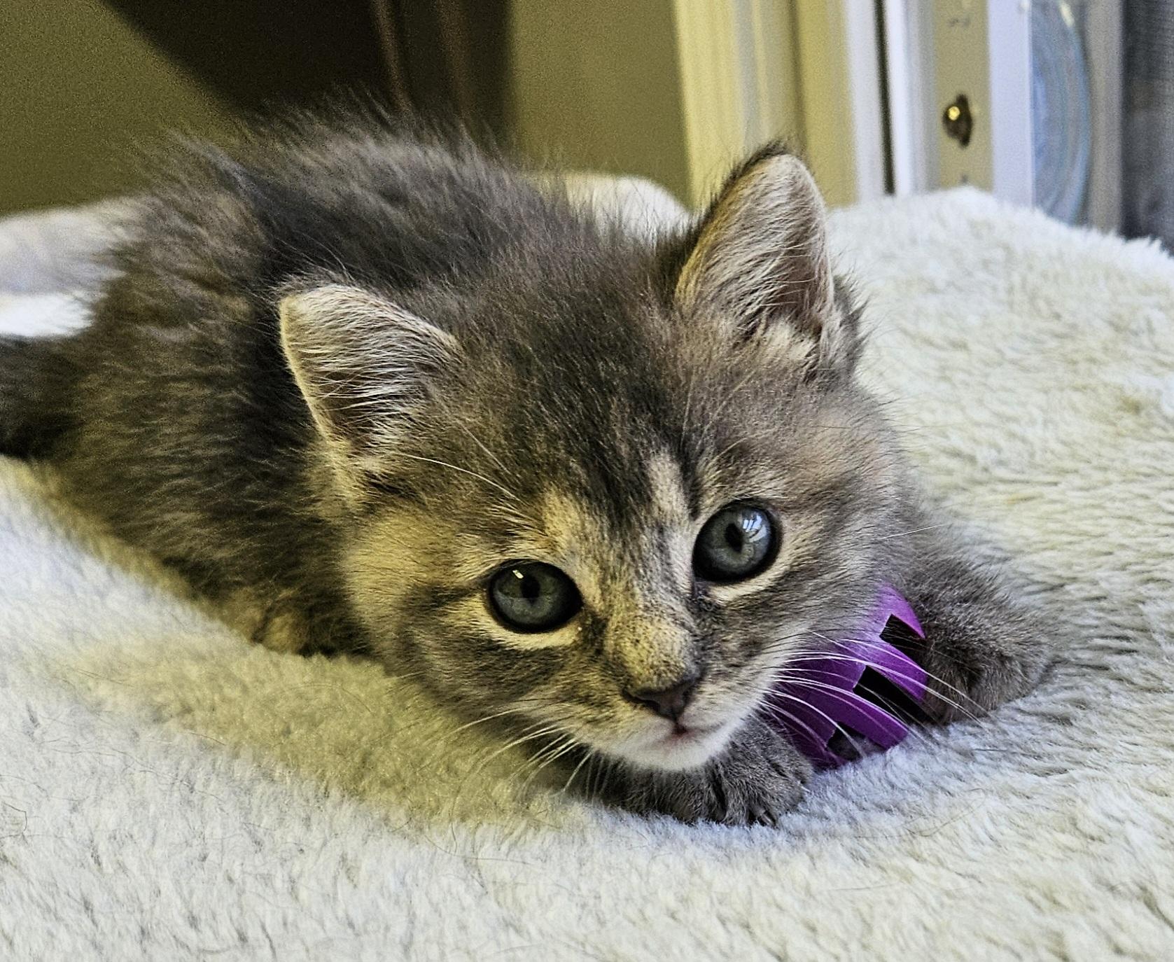 Morel, an adopted Domestic Short Hair in Brockport, NY image 4/6