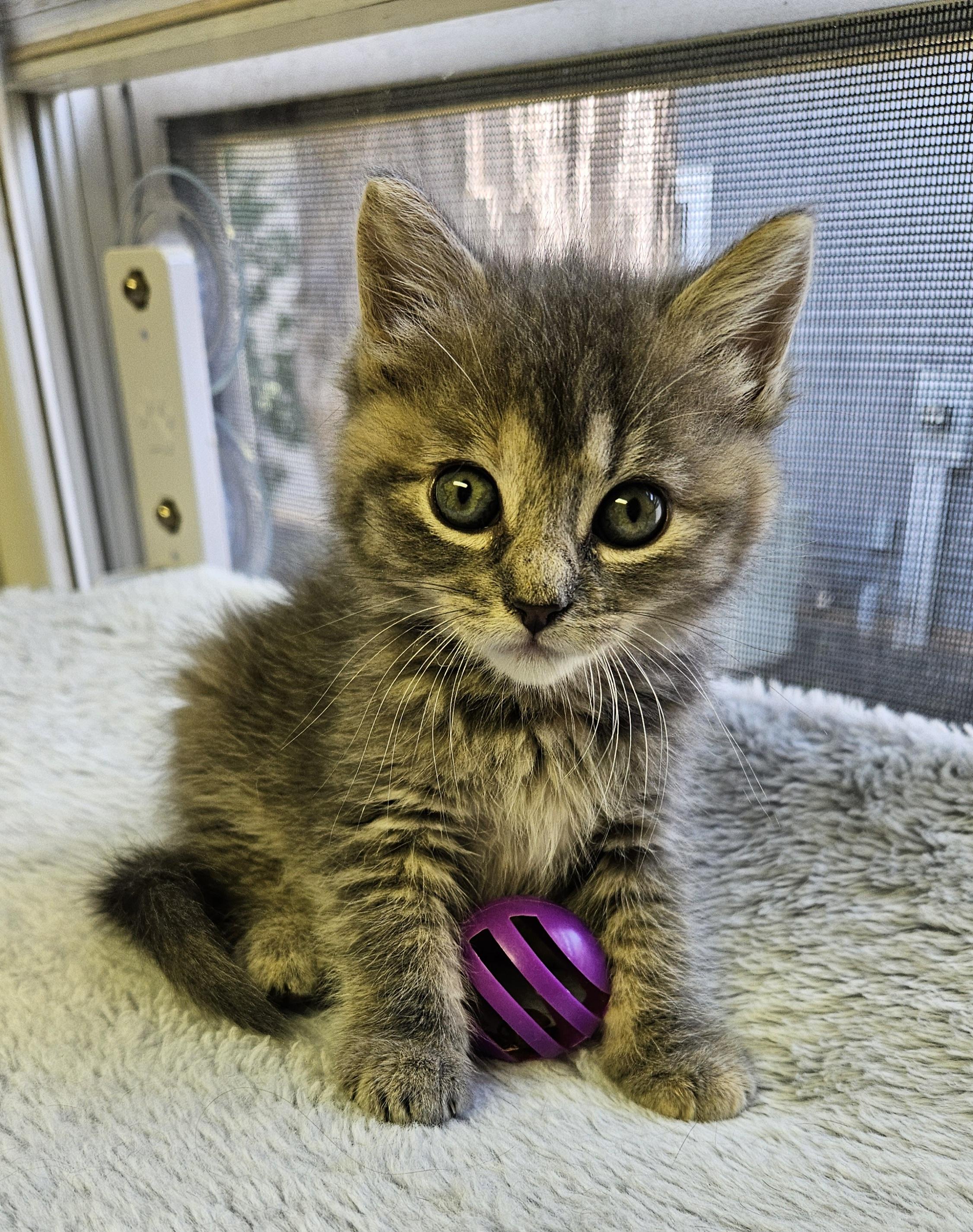 Morel, an adopted Domestic Short Hair in Brockport, NY image 1/6