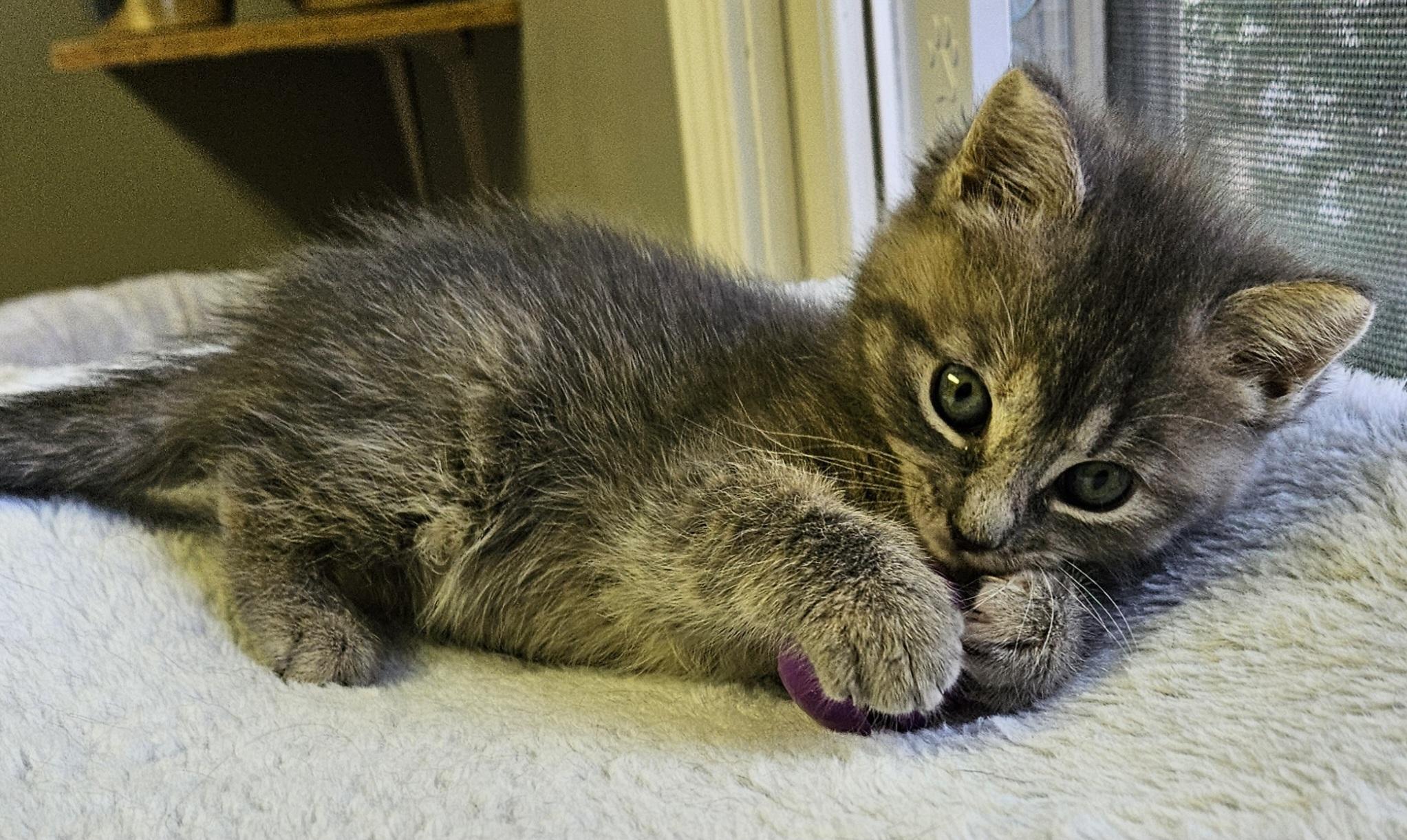 Morel, an adopted Domestic Short Hair in Brockport, NY image 5/6