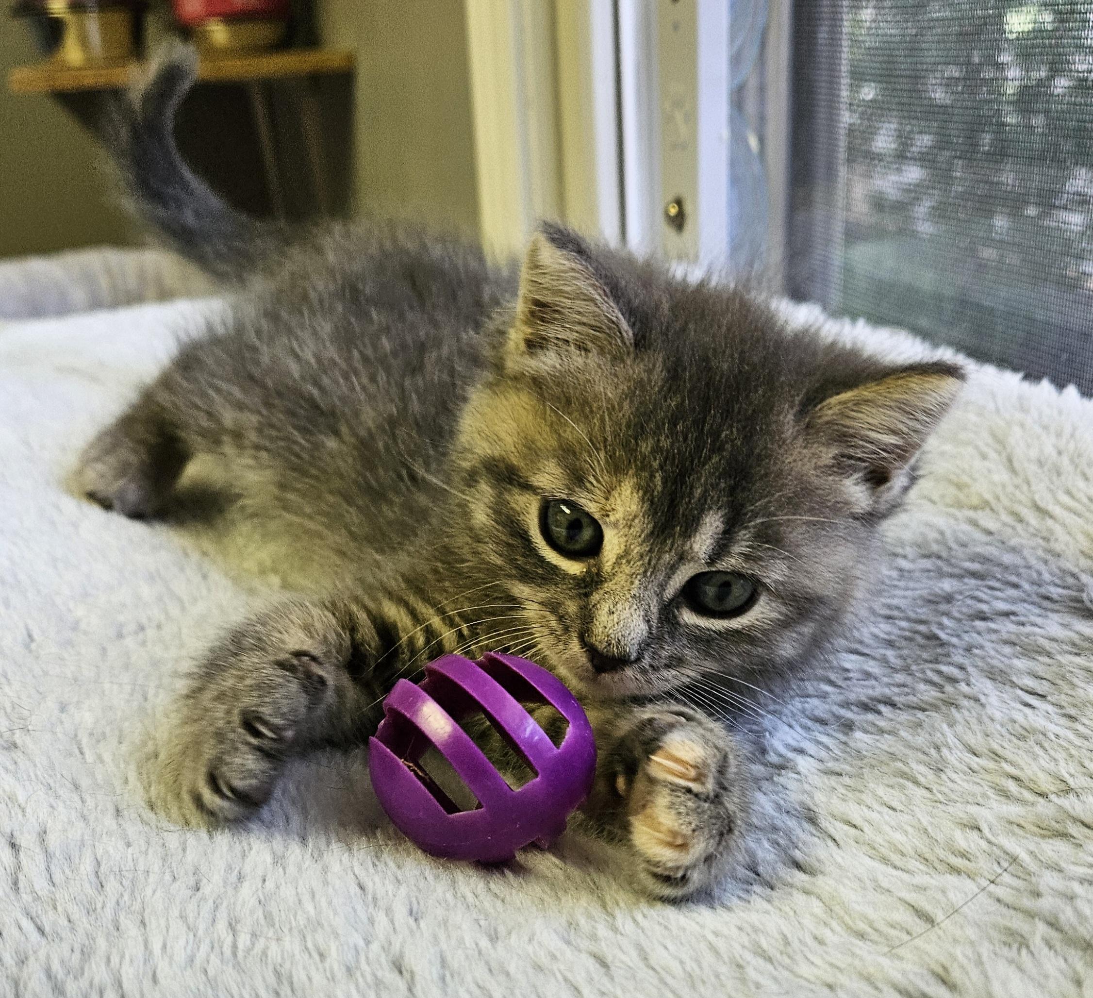 Morel, an adopted Domestic Short Hair in Brockport, NY image 2/6