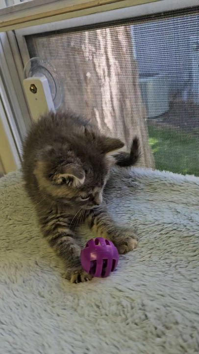 Enlarge Morel, an adopted Domestic Short Hair in Brockport, NY video 6/6