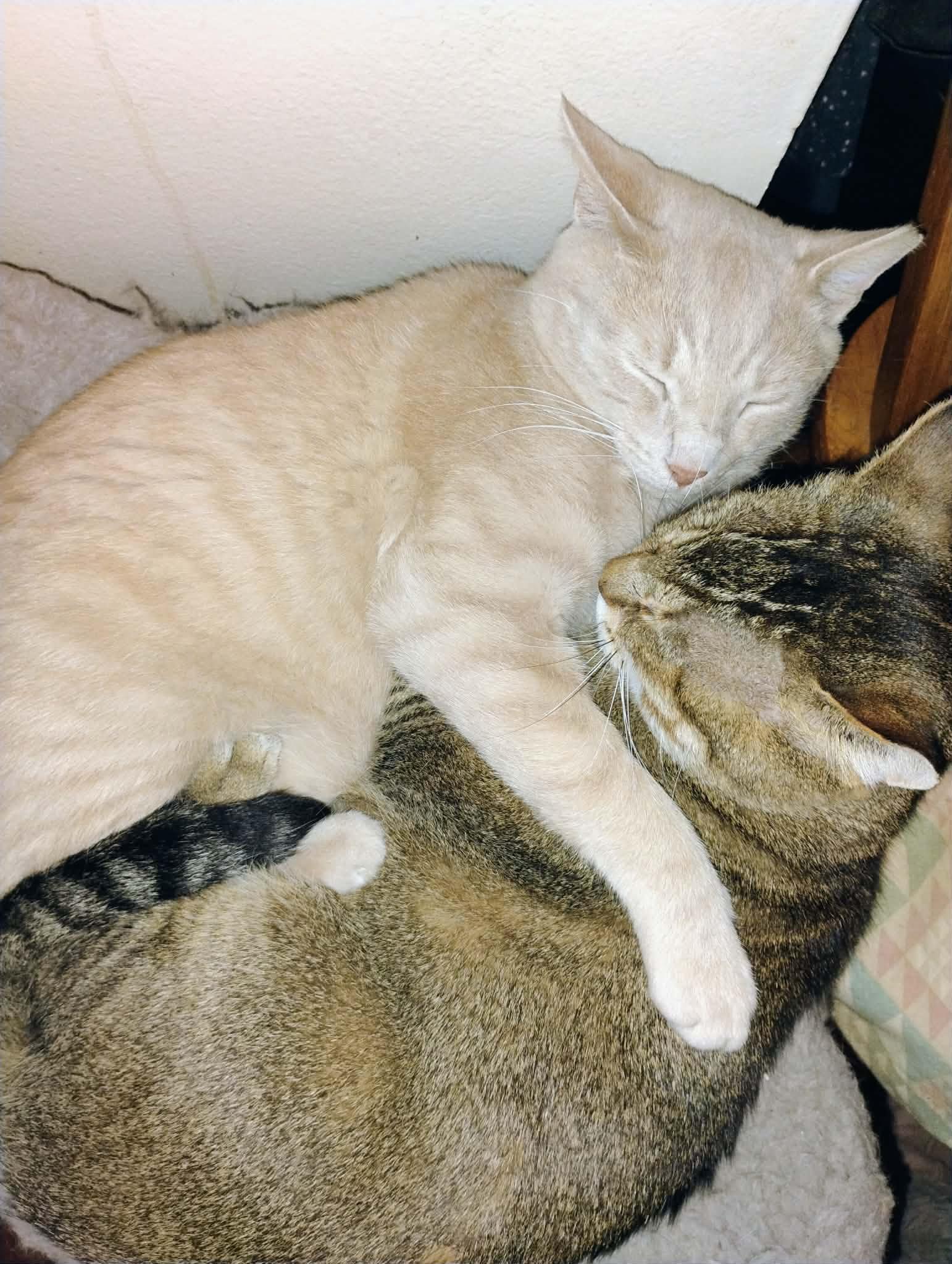 Enlarge BOWSER & OSCAR, a Adopted Domestic Short Hair in Lewis Center, OH image 5/5