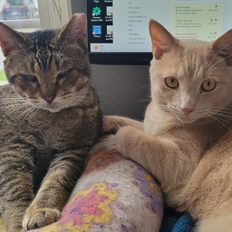 BOWSER & OSCAR, Adopted, Adult Male Domestic Short Hair.