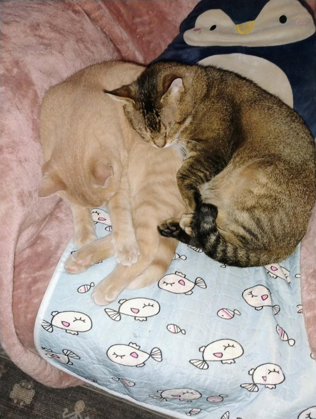 Enlarge BOWSER & OSCAR, a Adopted Domestic Short Hair in Lewis Center, OH image 3/5