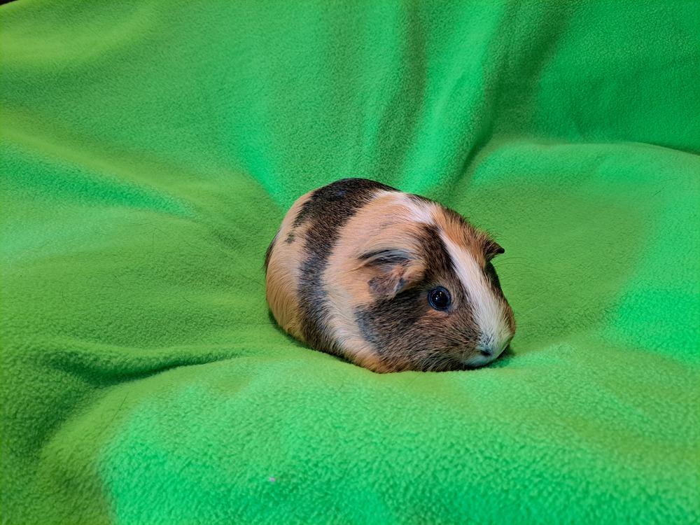 Doughnut and Danish, a Adoptable mixed breed in South Bend, IN image 1/5