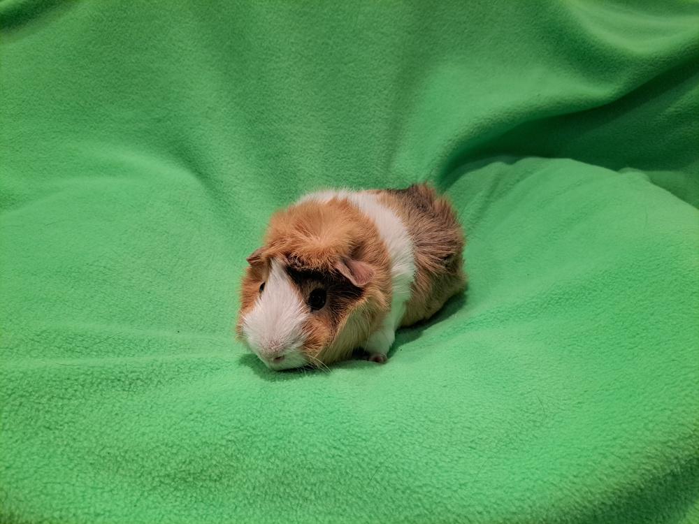 Doughnut and Danish, a Adoptable mixed breed in South Bend, IN image 3/5