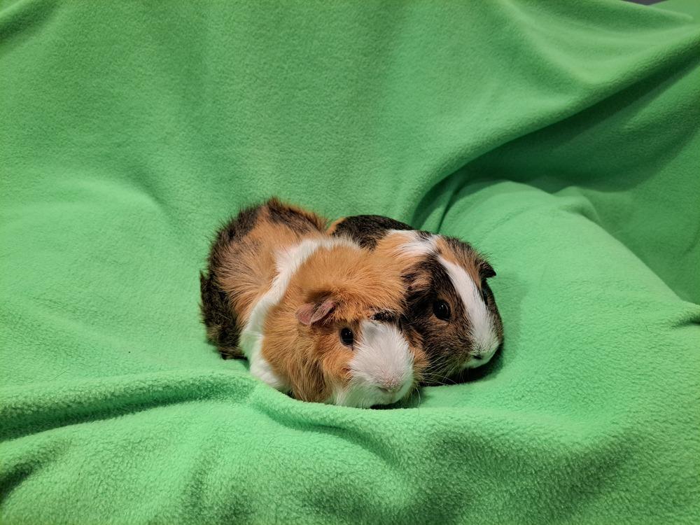 Doughnut and Danish, a Adoptable mixed breed in South Bend, IN image 4/5