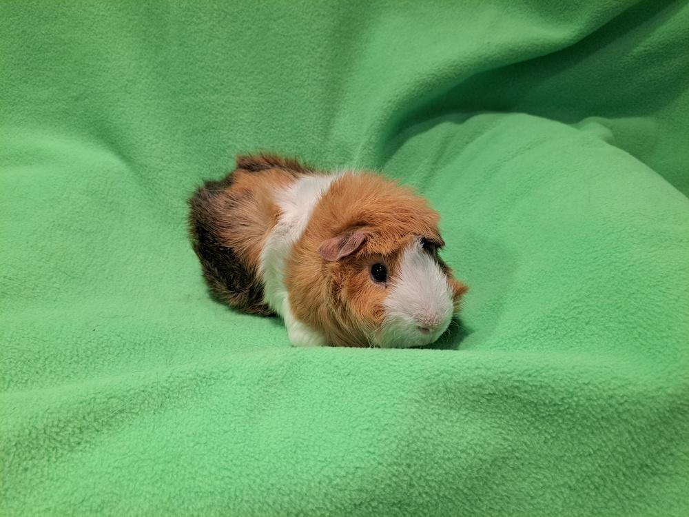 Doughnut and Danish, a Adoptable mixed breed in South Bend, IN image 5/5