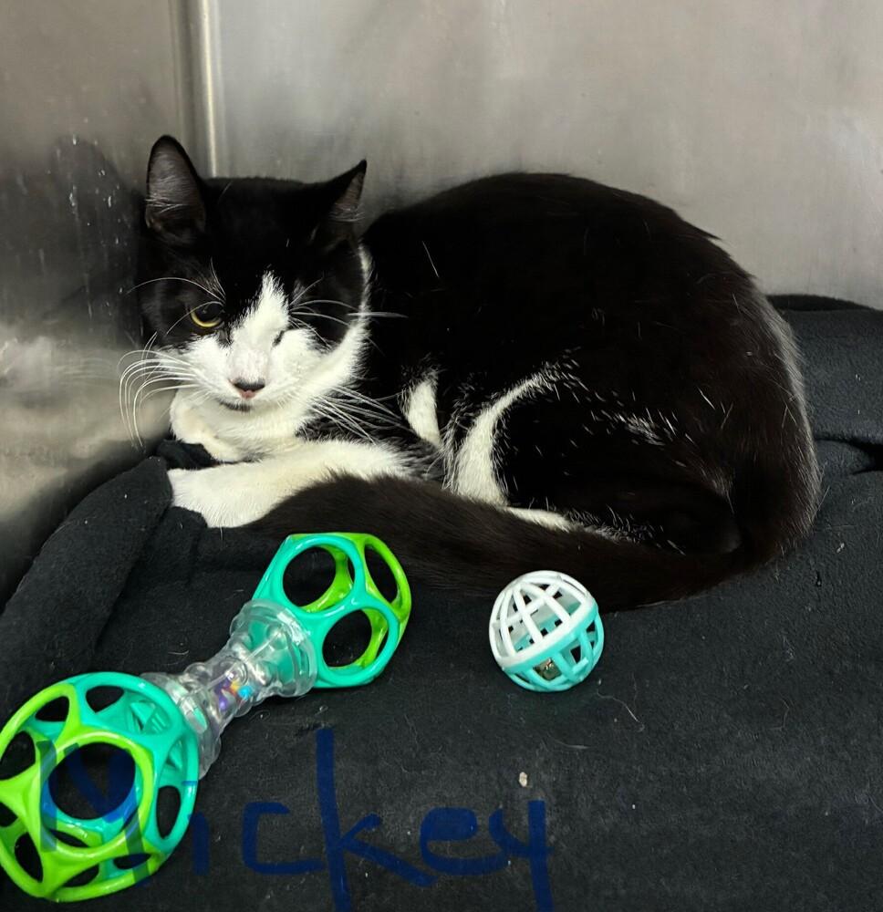 Mickey, a Adoptable mixed breed in Stockton, CA image 1/2