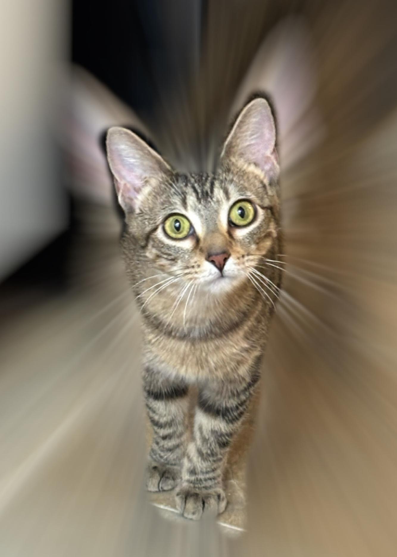 Joi, a Adoptable Domestic Short Hair in Fairview Heights, IL image 1/4