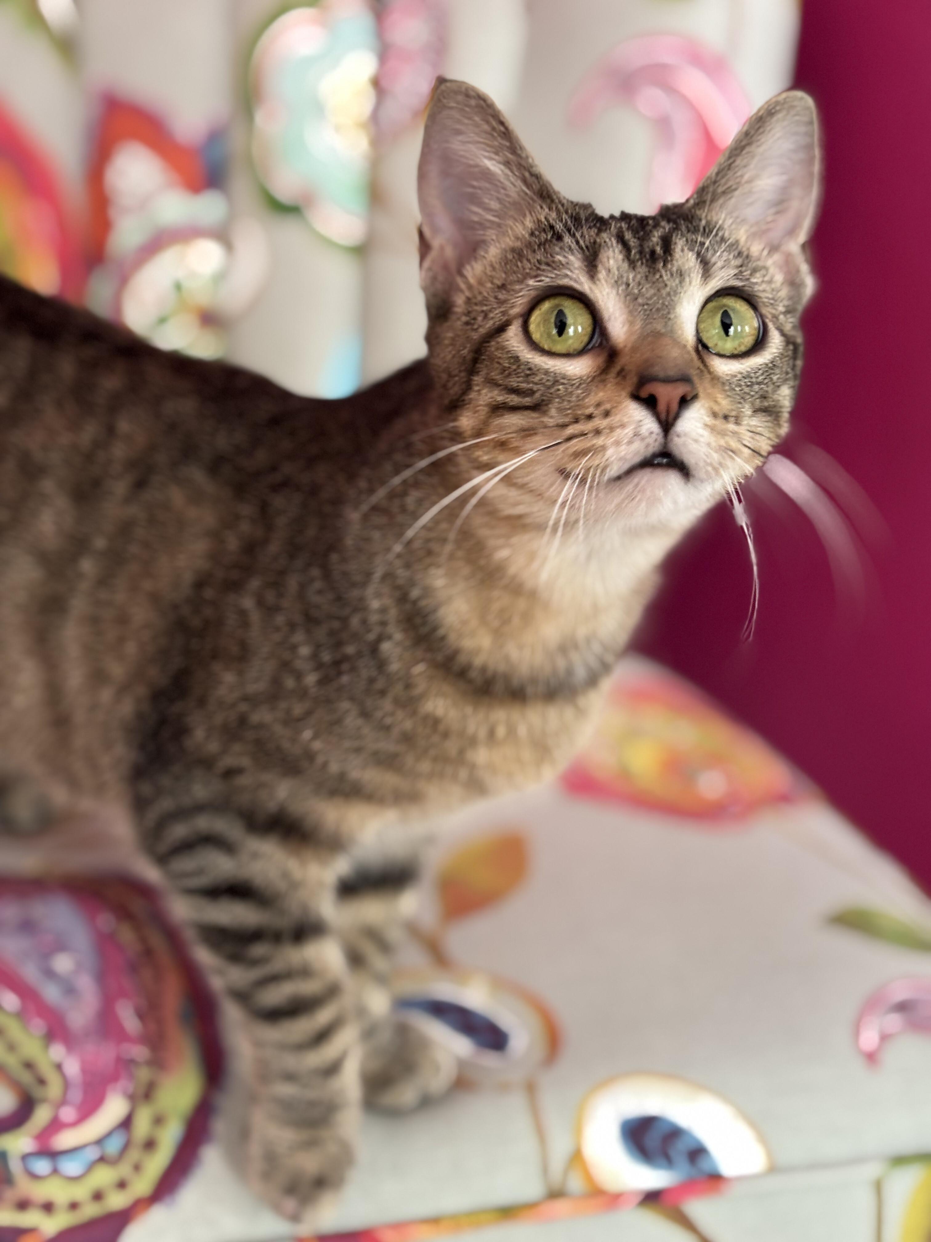 Joi, a Adoptable Domestic Short Hair in Fairview Heights, IL image 2/4